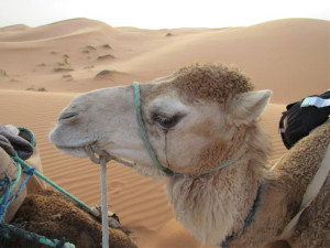 morocco