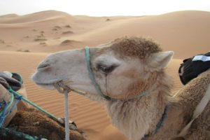 2-Days Trip From Marrakech To Zagora