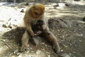 Fes to marrakech desert tours